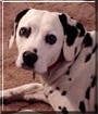 Pepper