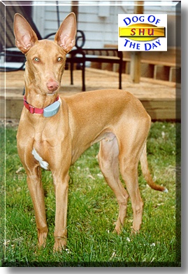 Shu, the Dog of the Day