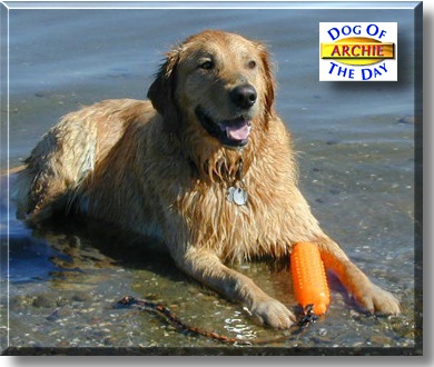Archie, the Dog of the Day
