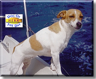 Hera, the Dog of the Day