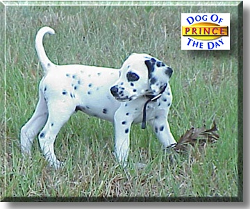 Prince, the Dog of the Day
