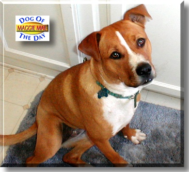 Maggie Mae, the Dog of the Day