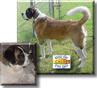 Chloe, the Dog of the Day