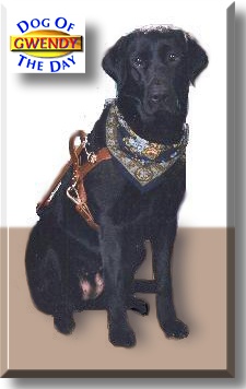 Gwendy, the Dog of the Day