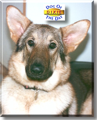 Dixie, the Dog of the Day