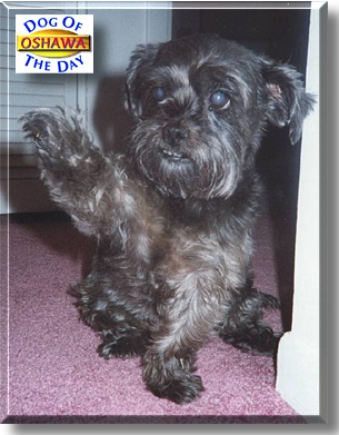 Oshawa, the Dog of the Day