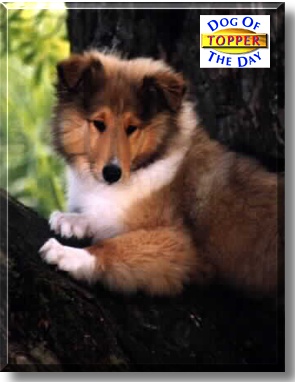 Topper, the Dog of the Day