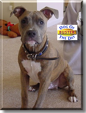 Buster, the Dog of the Day