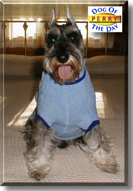 Perry, the Dog of the Day