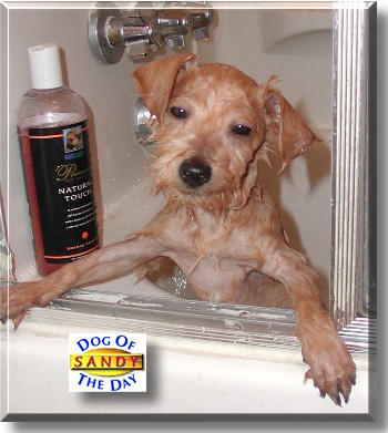 Sandy, the Dog of the Day