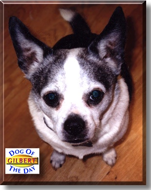 Gilbert, the Dog of the Day