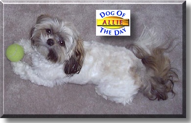 Allie, the Dog of the Day