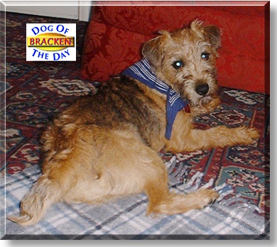 Bracken, the Dog of the Day