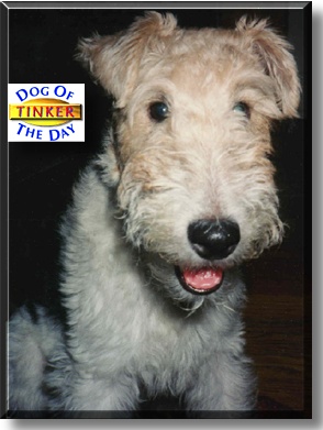 Tinker of Wrigleyville, the Dog of the Day