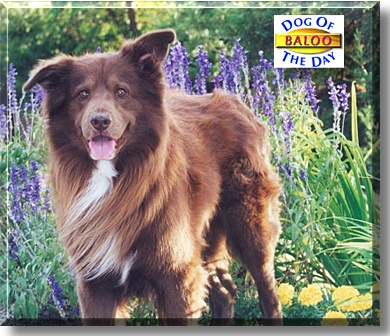 Baloo, the Dog of the Day