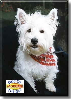 Morgan, the Dog of the Day