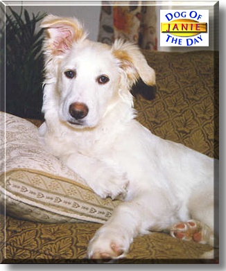 Janie, the Dog of the Day