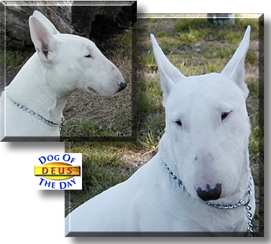 Deus, the Dog of the Day