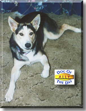 Ally, the Dog of the Day