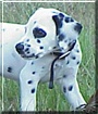 Prince