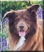 Baloo