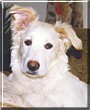 Janie