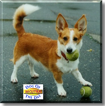 Mojka, the Dog of the Day
