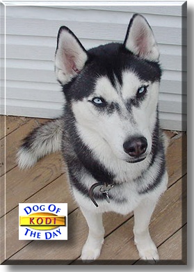 Kodi, the Dog of the Day