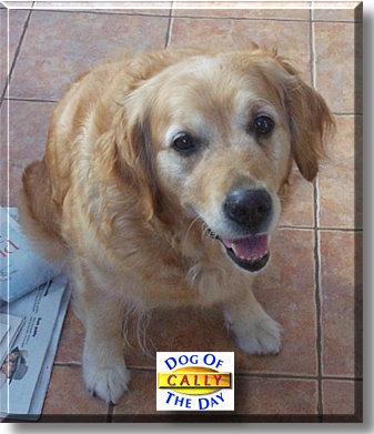Cally, the Dog of the Day