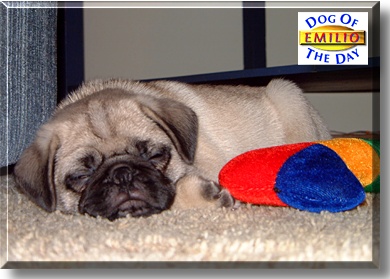 Emilio, the Dog of the Day