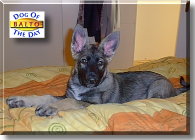 Balto, the Dog of the Day