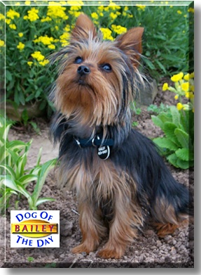 Bailey Brown, the Dog of the Day