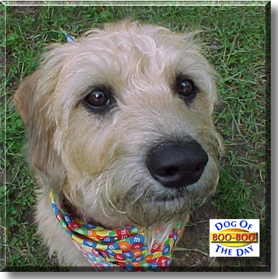 Boo-Boo, the Dog of the Day