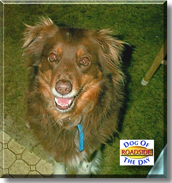 Roadside, the Dog of the Day