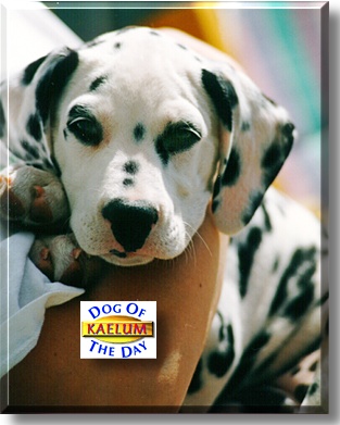 Kaelum, the Dog of the Day