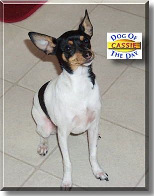 Cassie, the Dog of the Day