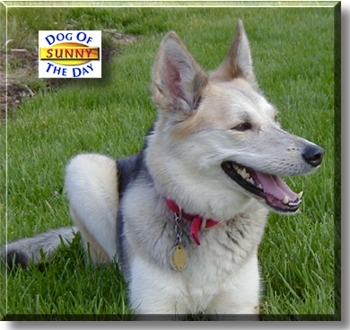 Sunny, the Dog of the Day