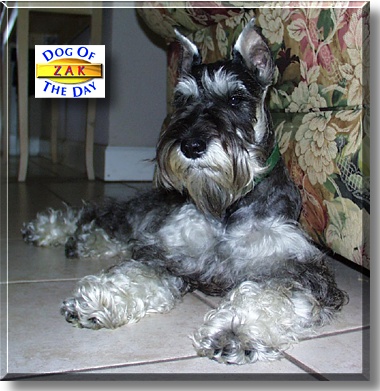 Zak, the Dog of the Day