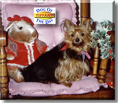 Tiffany, the Dog of the Day