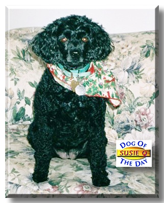 Susie Q., the Dog of the Day