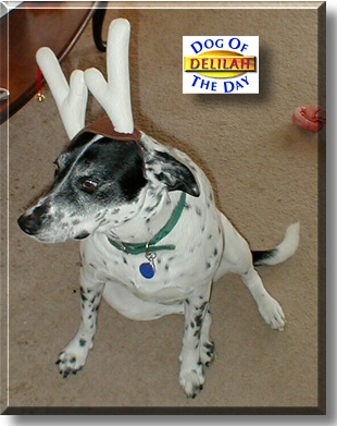 Delilah, the Dog of the Day