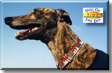 Tide, the Dog of the Day