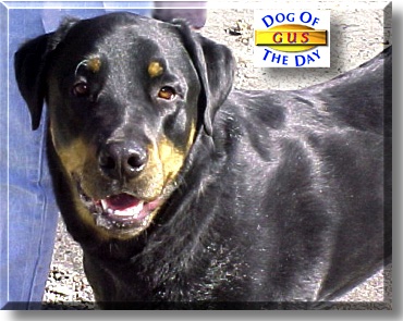 Gus, the Dog of the Day