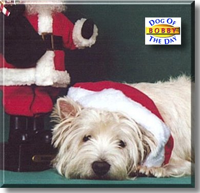 Bobby, the Dog of the Day