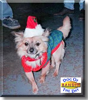 Bandit, the Dog of the Day