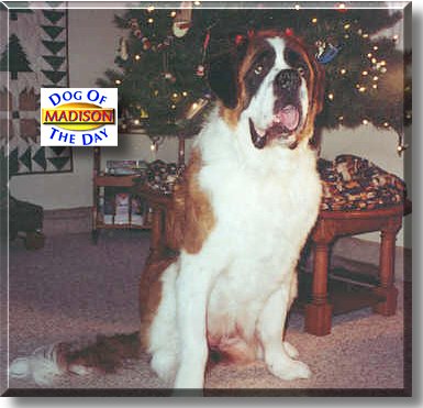 Madison Claire, the Dog of the Day