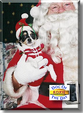 Roxie Jazz, the Dog of the Day