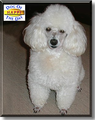 Happi, the Dog of the Day