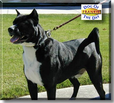 Frankie, the Dog of the Day