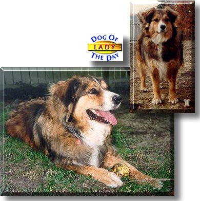 Lady, the Dog of the Day